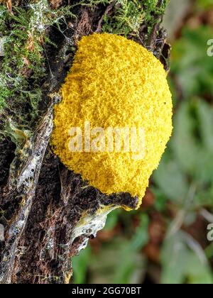 Cane vomita Slime Mold Fuligo septica su legno di decomposizione Derbyshire UK anche noto come uova strapazzate muffa Strime Witches burro o Witches Spit Foto Stock