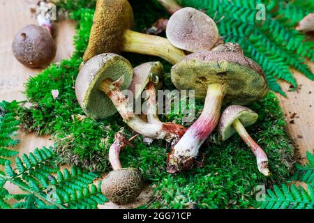 Cestini con funghi su panca di legno nel giardino. Foto Stock