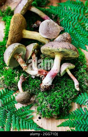 Cestini con funghi su panca di legno nel giardino. Foto Stock