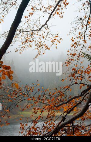fogliame in colori autunnali sui rami. sfondo della natura offuscato con foresta sulla riva di un lago. misterioso tempo nebbia. Foto Stock