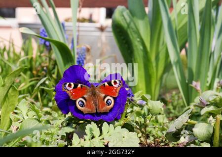 Farfalla di pavone in giardino Foto Stock