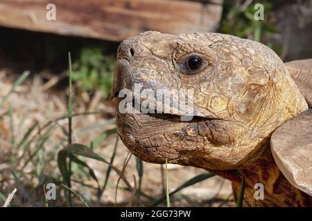 Tartaruga sperone africana Foto Stock