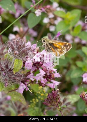 Epargyreus clarus, una farfalla di skipper argentata appollaiata su un fiore di Marjoram. Foto Stock