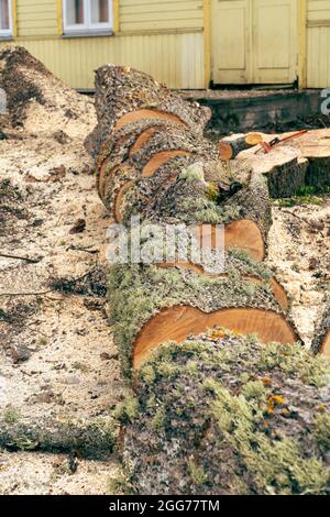 Il tronco dell'albero dell'acero si trova longitudinalmente sul terreno ed è appena segato in blocchi di legna da ardere Foto Stock