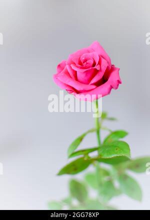 Bel fiore rosa di colore rosa con foglie su sfondo bianco con fuoco selettivo e spazio di copia. Foto Stock
