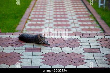 Il gatto si trova su un sentiero lastricato di piastrelle. Foto Stock