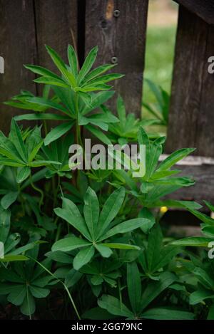 Un primo piano di una lupino a foglie multiple (Lupinus polyphyllus) che cresce vicino ad una recinzione di legno. Foto Stock