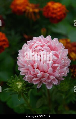 Un'astra rosa a forma di peonia su un letto di fiori nel giardino tra i marigolds. Foto Stock