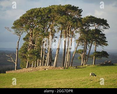 Stativo alto e robusto di Pinus sylvestris maturo illuminato dal sole, pino scozzese, pino rosso europeo con pecora al pascolo in primo piano Cumbria, Inghilterra, Regno Unito Foto Stock