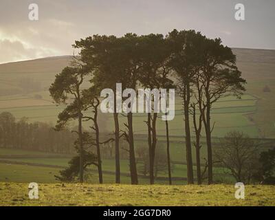 Stendardo di Pinus sylvestris maturo e illuminato dal sole, pino scozzese, pino scozzese, pino rosso europeo, in Cumbria, Inghilterra, Regno Unito Foto Stock