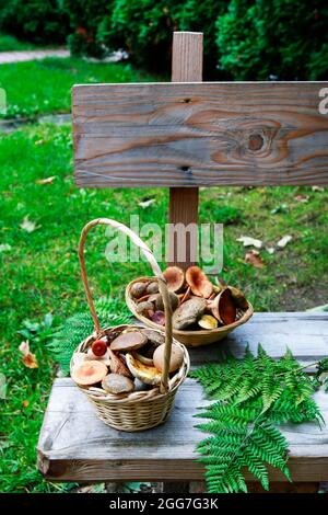 Cestini con funghi su panca in legno in giardino. Ora di autunno Foto Stock