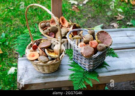 Cestini con funghi su panca in legno in giardino. Ora di autunno Foto Stock