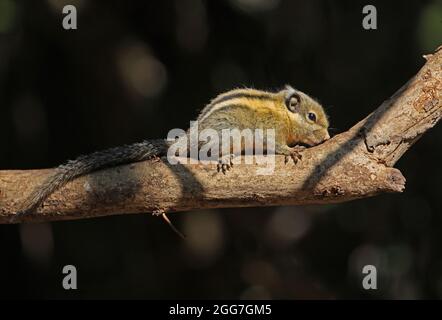 Himalayan Striped Squirrel (Tamiops mcclellandii) adulto sul ramo morto Kaeng Krachen, Thailandia Febbraio Foto Stock