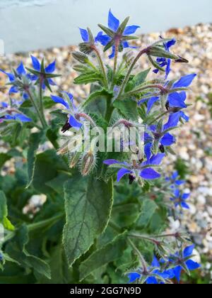 Borretsch Heilkräuter mit blauen Blüten im Kräutergarten