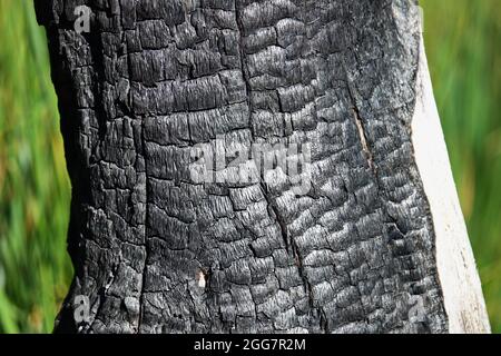 Albero bruciato corteccia texture di sfondo macro Foto Stock