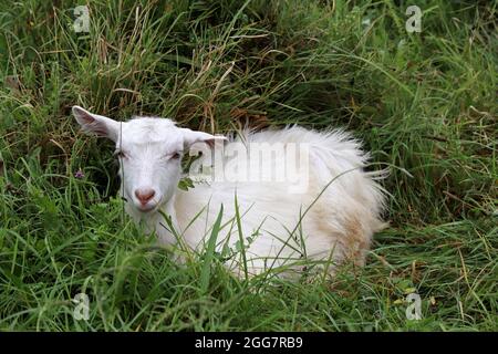 Capra bianca del capretto che giace in un'erba. Ritratto di capra carino su un prato Foto Stock