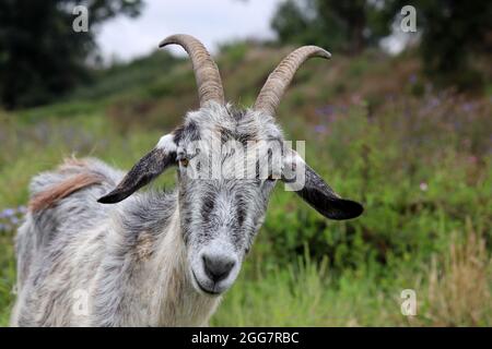 Capra grigia che guarda nella macchina fotografica. Ritratto di capra cornuta pascolo su un prato sul bordo della foresta Foto Stock