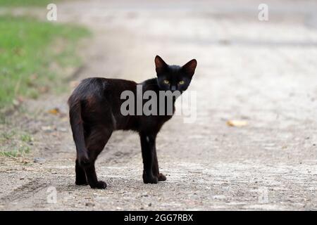 Gatto nero che attraversa la strada e guarda la macchina fotografica Foto Stock