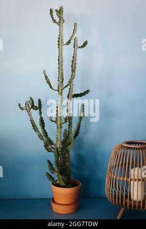 Cactus in un vaso di fiori di fronte ad una parete blu vuota Foto Stock