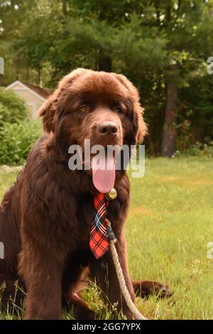 Carino cane Terranova marrone cioccolato che indossa una cravatta a plaid. Foto Stock