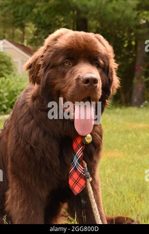 Cane Terranova marrone con una grande lingua rosa e cravatta rossa a plaid. Foto Stock