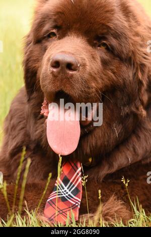 Dolce cioccolato marrone Terranova cane indossando una cravatta plaid. Foto Stock