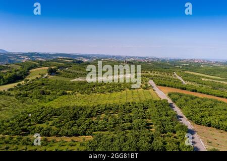 Vista aerea su campi agricoli con alberi di ciliegio, Pieria nel nord della Grecia. Scatto aereo con drone Foto Stock