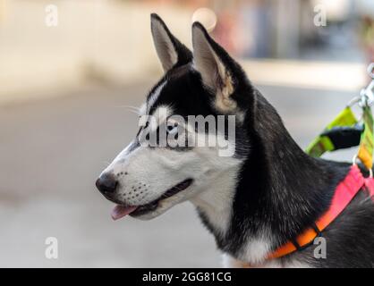 Ritratto di un cane Husky con collo di cane. Fondo morbido isolato Foto Stock