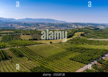 Vista aerea su campi agricoli con alberi di ciliegio, Pieria nel nord della Grecia. Scatto aereo con drone Foto Stock