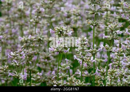 Inglese Lavanda Lavandula angustifolia 'Hidcote Pink' Foto Stock