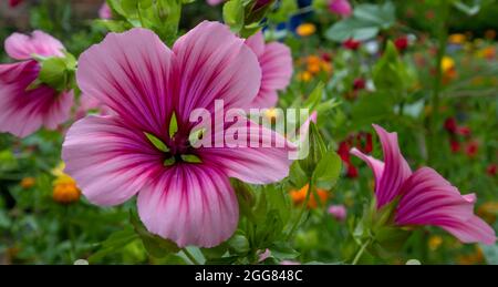 Fiori selvatici colorati tra cui trifida color magenta con occhio verde, che crescono in un giardino vicino Chipping Campden nel Cotswolds, Regno Unito Foto Stock