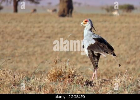 Un Secretarybird (Sagittario serpentarius) che cammina attraverso l'erba secca della riserva naturale di NamibRand, regione di Hardap, Namibia Foto Stock