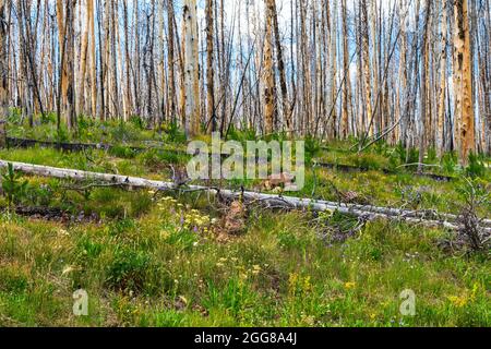 Fiori di campo viola fioriscono dopo il fuoco della Foresta nel Parco Nazionale di Grand Teton, Wyoming Foto Stock