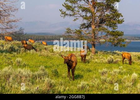 Elk ghiza vicino al lago di Yellowstone nel parco nazionale di Yellowstone, Stati Uniti Foto Stock