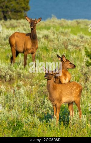 Vitello Elk vicino al lago Yellowstone nel parco nazionale di Yellowstone, USA Foto Stock