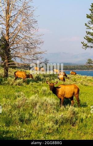 Elk ghiza vicino al lago di Yellowstone nel parco nazionale di Yellowstone, Stati Uniti Foto Stock