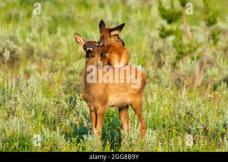 Vitello Elk vicino al lago Yellowstone nel parco nazionale di Yellowstone, USA Foto Stock