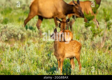 Vitello Elk vicino al lago Yellowstone nel parco nazionale di Yellowstone, USA Foto Stock