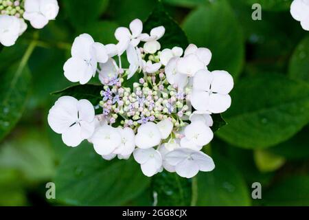 Hydrangea serrata fiore closeup - Virginia USA Foto Stock