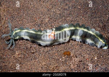 Snake Sea Cucumber, Synapta maculata con l'imperatore Shrimp Zenopontonia rex. Conosciuto anche come Cetriolo di Mare di Verme Spotted, Cetriolo di Mare di bocca di Feather e Gia Foto Stock