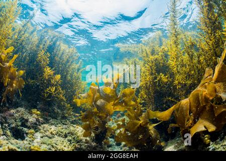 Alghe verdi a Hayama, Kanagawa, Giappone Foto Stock