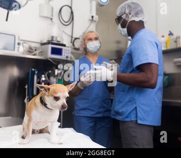 Piccolo cane in clinica di veterinario sul tavolo, veterinari sullo sfondo Foto Stock