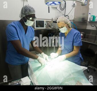 Veterinari durante il funzionamento in una clinica veterinaria Foto Stock