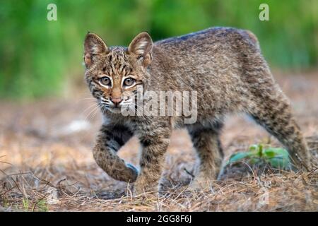 Gattino di Bobcat selvatico (Lynx rufus) - Brevard, Carolina del Nord, Stati Uniti Foto Stock