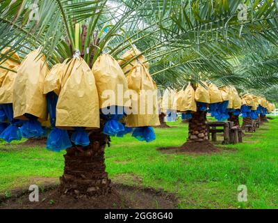 Datteri sulla palma. Mazzo di datteri gialli sulla palma della data nella fattoria. Foto Stock