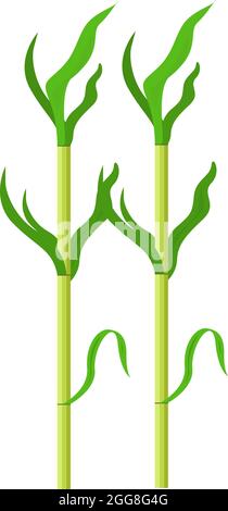 Verde canna da zucchero, illustrazione, vettore su sfondo bianco. Illustrazione Vettoriale