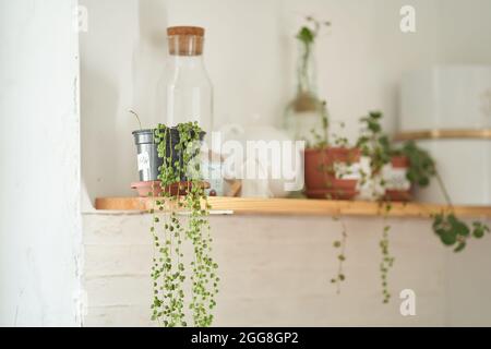 L'attenzione selettiva è prestata ai fiori in pentole. Un set di vasetti di vetro vuoti. Una caraffa bianca. Bella cucina interna, decor. Il concetto di deposito adeguato. Foto di alta qualità Foto Stock