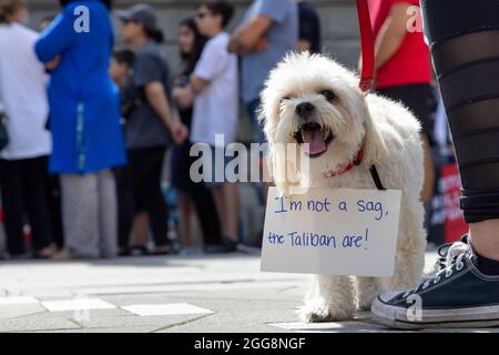 Piccolo cane puffy che indossa un segno per protestare contro i talebani per liberare l'Afghanistan alla Galleria d'Arte. Foto Stock