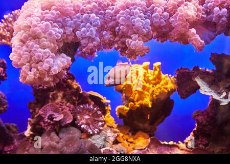 I pesci esotici nell'acquario del Mar Rosso nuotano tra coralli luminosi al buio Foto Stock