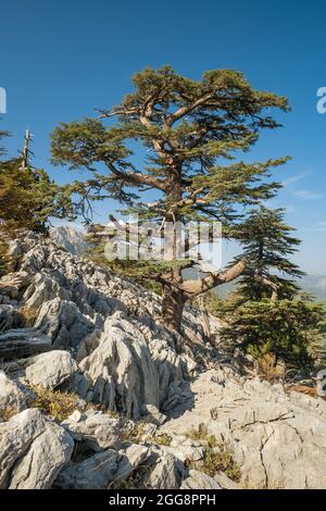 Alberi di cedro libanesi alle pendici del monte Tahtali in Turchia Foto Stock